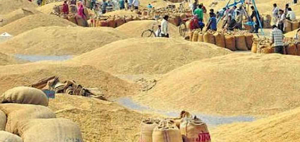 किसान धानको समर्थन मूल्यका पर्खाइमा
