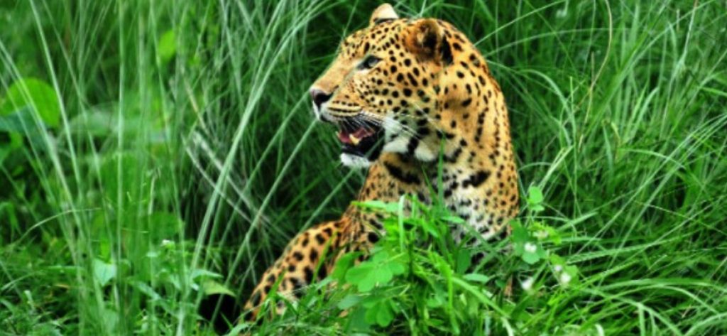 बर्दियामा चितुवाको आक्रमणबाट महिलाको मृत्यु, वन्यजन्तु आतंक बढ्दो