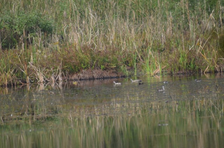 कैलालीको घोडाघोडी सिमसार क्षेत्रमा जलपन्छी गणना सम्पन्न