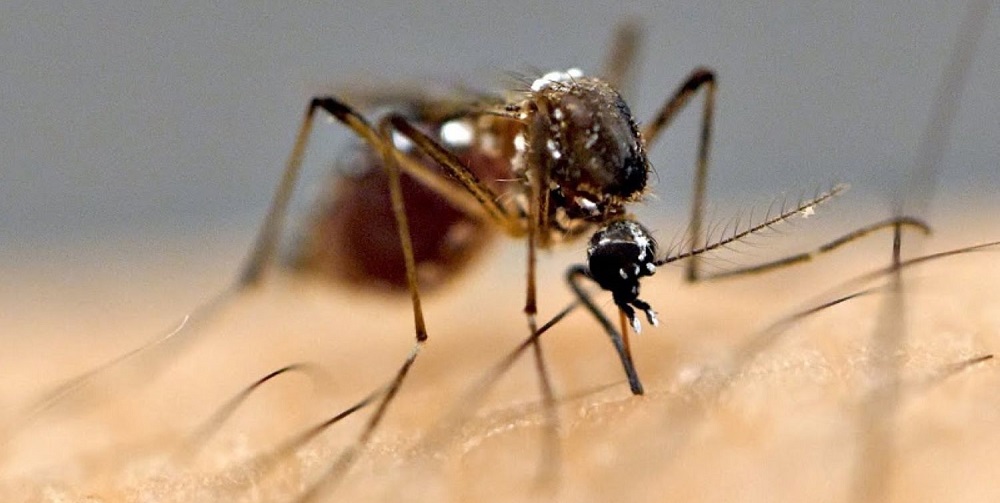 ३१ प्रतिशत लक्ष्य पूरा: नवलपरासीमा इन्सेफलाइटिस खोप अभियानमा उल्लेखनीय प्रगति