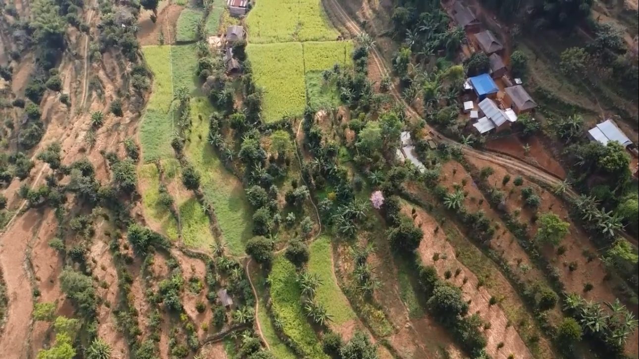 स्थानीय सरकारको सहयोगपछि फलफूलखेती विस्तार गर्दै किसान